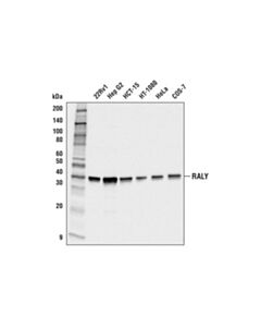 Cell Signaling Raly (E4t7e) Rabbit mAb