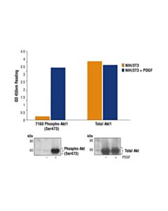 Cell Signaling Pathscan Phospho-Akt1 (Ser473) Sandwich Elisa Kit