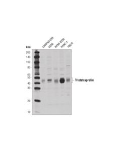Cell Signaling Tristetraprolin (D1i3t) Rabbit mAb
