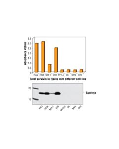 Cell Signaling Pathscan Total Survivin Sandwich ELISA Kit