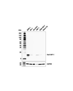 Cell Signaling Iba1/AIF-1 (F7N2N) Mouse mAb; 20 µl