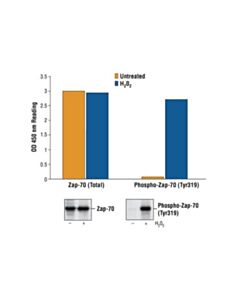 Cell Signaling Pathscan® Phospho-Zap-70 (Tyr319) Sandwich Elisa Kit