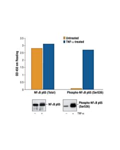 Cell Signaling Pathscan Phospho-Nf-Kappab P65 (Ser536) Sandwich Elisa Kit