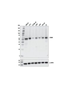 Cell Signaling Crbn (D8h3s) Rabbit mAb