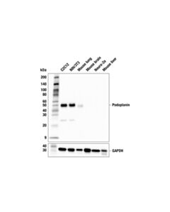 Cell Signaling Podoplanin (F9S2C) Rabbit mAb; 20 µl