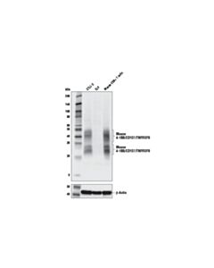 Cell Signaling 4-1bb/Cd137/Tnfrsf9 (E2j5h) Rabbit mAb (Mouse Specific) (BSA And Azide Free)