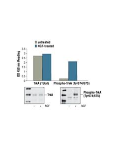 Cell Signaling Pathscan Phospho-Trka (Tyr674/675) Sandwich Elisa Kit