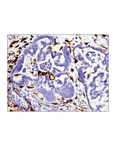 Cell Signaling Cd16 (D1n9l) Rabbit mAb (BSA And Azide Free)