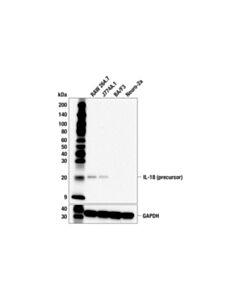 Cell Signaling IL-18 (F8I2S) Rabbit mAb; 20 µl