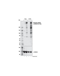 Cell Signaling Phospho-CASC5 (Thr943/Thr1155) (D8D4N) Rabbit mAb (BSA and Azide Free) 100 ug