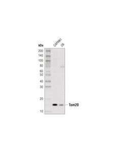 Cell Signaling Tom20 (D8t4n) Rabbit mAb (Hrp Conjugate)