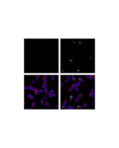 Cell Signaling Phospho-Sting (Ser366) (E9a9k) Rabbit mAb (BSA And Azide Free)