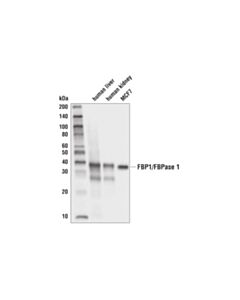 Cell Signaling FBP1/FBPase 1 (D1B6A) Rabbit mAb 20 uL