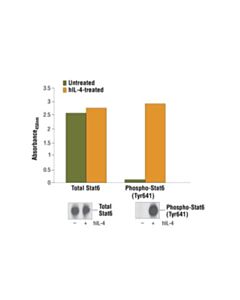 Cell Signaling Pathscan Phospho-Stat6 (Tyr641) Sandwich Elisa Kit