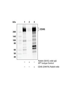 Cell Signaling Cd45 (D4h7k) Rabbit mAb