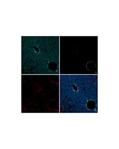 Cell Signaling Col1a1 (E8f4l) Xp Rabbit mAb (Alexa Fluor 647 Conjugate)