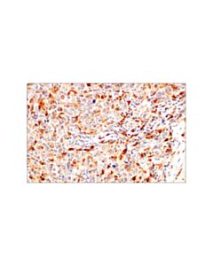 Cell Signaling Signalstain Boost Ihc Detection Reagent (Hrp, Rat)