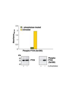 Cell Signaling Pathscan Phospho-Pten (Ser380) Sandwich Elisa Kit