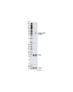 Cell Signaling Phospho-Sting (Ser365) (D8f4w) Rabbit mAb