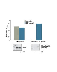 Cell Signaling Pathscan Phospho-C-Kit (Tyr719) Sandwich Elisa Kit