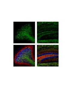 Cell Signaling Myelin Basic Protein (D8X4Q) XP Rabbit mAb(Alexa Fluor 488 Conjugate)