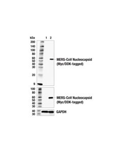 Cell Signaling Mers-Cov Nucleocapsid Protein Antibody
