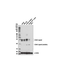 Cell Signaling Cd40 Ligand (D5j9y) Rabbit mAb (BSA And Azide Free)