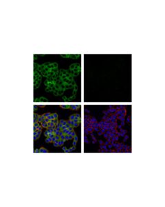 Cell Signaling Rip (E8s7u) Xp Rabbit mAb