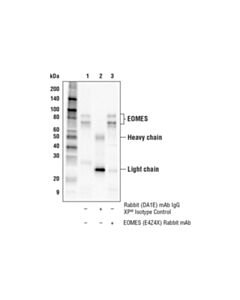 Cell Signaling Eomes (E4z4x) Rabbit mAb