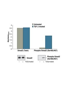 Cell Signaling Pathscan Phospho-Smad2 (Ser465/467) Sandwich ELISA Kit