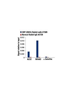 Cell Signaling Cbp (D6c5) Rabbit mAb