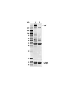 Cell Signaling CBP (D6C5) Rabbit mAb 20 uL
