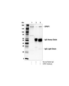 Cell Signaling Cpsf1 Antibody