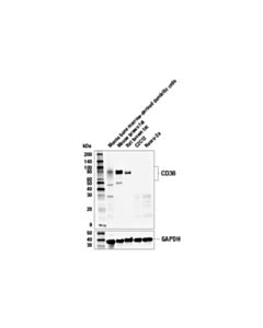 Cell Signaling Cd36 Antibody