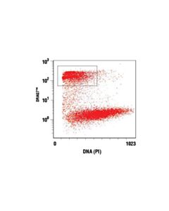 Cell Signaling Draq7