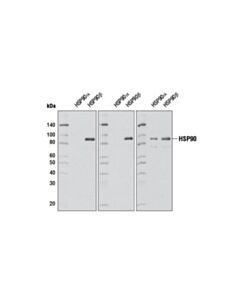 Cell Signaling Hsp90beta (D3f2) Rabbit mAb