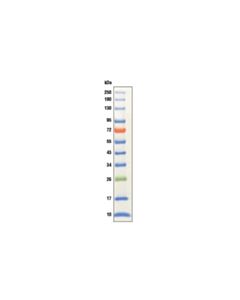 Cell Signaling Color-Coded Prestained Protein Marker, Broad Range (10-250 Kda)