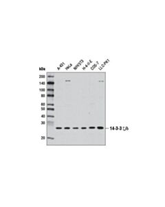 Cell Signaling 14-3-3 Zeta/Delta (D7h5) Rabbit mAb