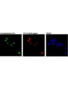 Cell Signaling 5-Formylcytosine (5-fC) (D5D4K) Rabbit mAb 20 uL