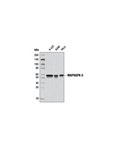 Cell Signaling MAPKAPK-5 (D70A10) Rabbit mAb 20 uL