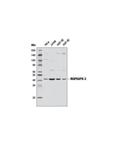 Cell Signaling Mapkapk-3 (D54e4) Rabbit mAb
