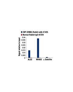 Cell Signaling Cbp (D9b6) Rabbit mAb