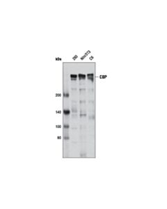Cell Signaling CBP (D9B6) Rabbit mAb 20 uL