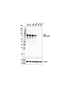 Cell Signaling Igm Antibody