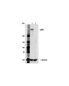Cell Signaling P300 (E6d1t) Rabbit mAb (BSA And Azide Free)
