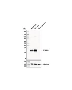 Cell Signaling Syngr3 Antibody