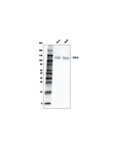 Cell Signaling Cbl-B (D3c12) Rabbit mAb (Biotinylated)