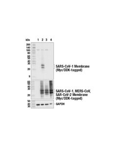 Cell Signaling Sars-Cov-1 Membrane Protein Antibody