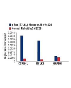 Cell Signaling C-Fos (E7l5l) Mouse mAb