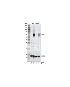 Cell Signaling c-Fos (E7L5L) Mouse mAb 20 uL